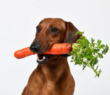 Dog Eating a Carrot